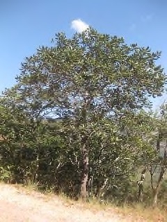 Uapaca kirkiana Wild Loquat Uapaca kirkiana Wild Loquat